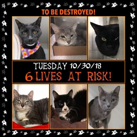 NYC's DEATH ROW CATS tweet media