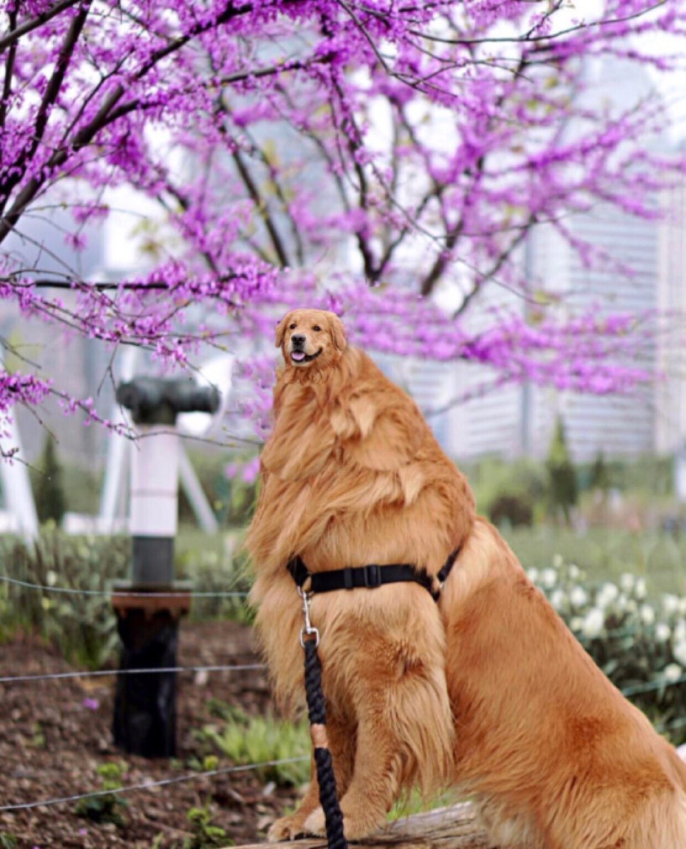 dog breeds with small heads