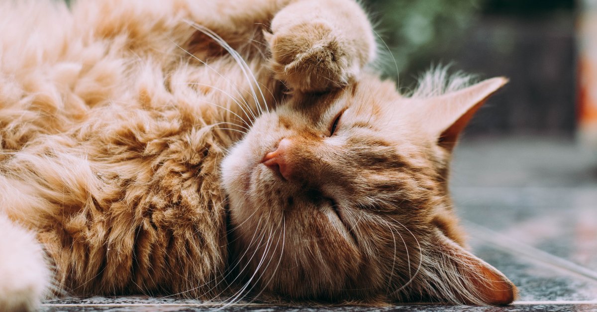 Community Veterinary tweet media