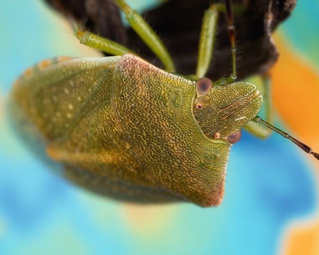 Here is a #GreenStinkBug crawling around 💚! #macro #detail #details #TeamCanon #samjwilliams #nature #insectguru #beautiful_insects_japan  #kings_insects #insects_of_our_world #macro_freaks #macroclique #electric_macro #onceupon_a_macro #exclusive_wo… ift.tt/2CL21v7