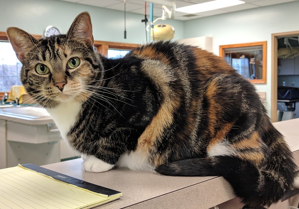 Hillside43050's tweet photo. Appropriately pictured today is #perfect Cocoa, our beautiful clinic kitty #NationalCatDay #catdayeveryday #cats #pictureofperfection #thoseeyes #hvckitty https://t.co/oyDvE177tI
