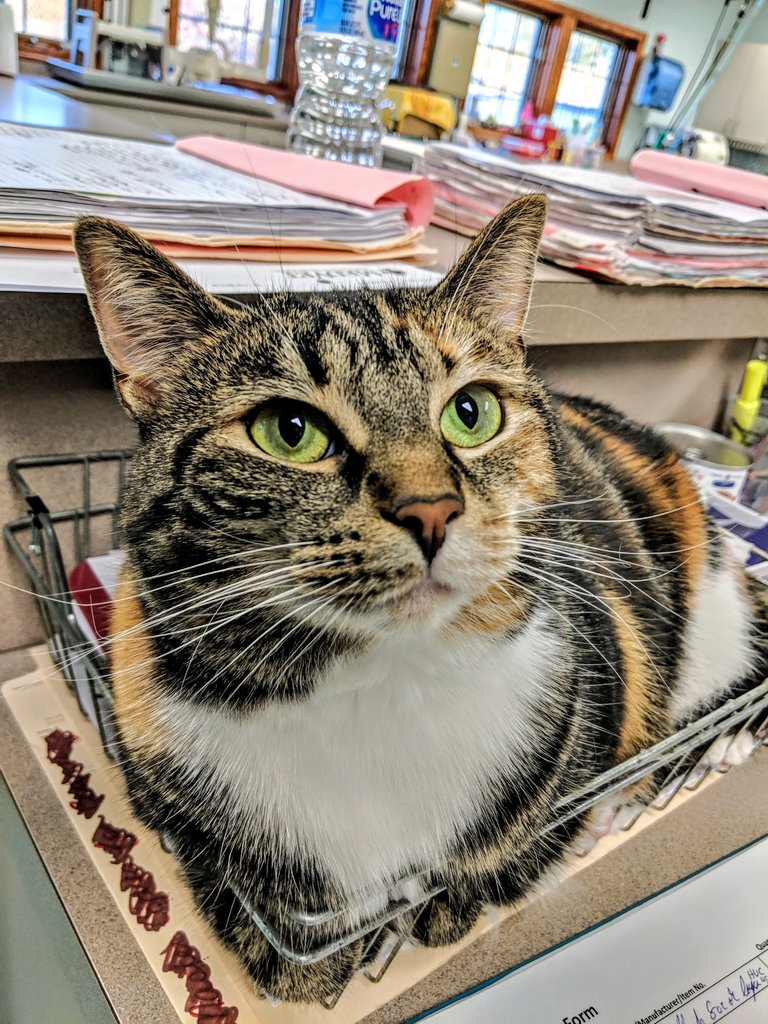 Hillside43050's tweet photo. Appropriately pictured today is #perfect Cocoa, our beautiful clinic kitty #NationalCatDay #catdayeveryday #cats #pictureofperfection #thoseeyes #hvckitty https://t.co/oyDvE177tI