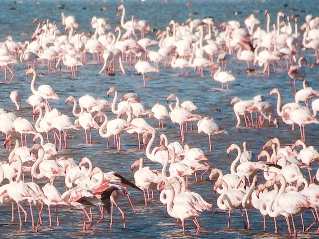nightjarface's tweet photo. Pink gets me high as a kite  #cadiz #doñana #favouritecrayon https://t.co/4TKvWqN7dn