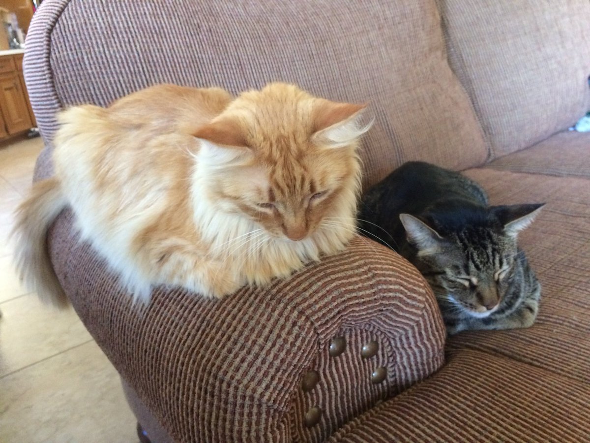 Charlotte Longbottom tweet media