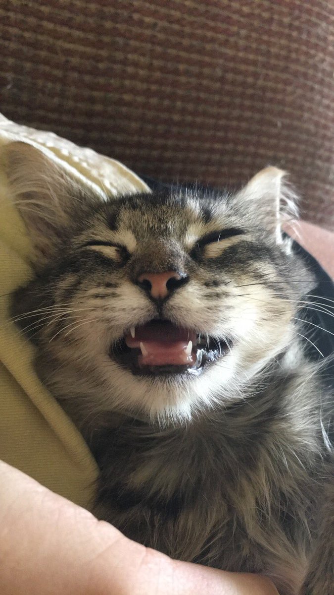 Charlotte Longbottom tweet media