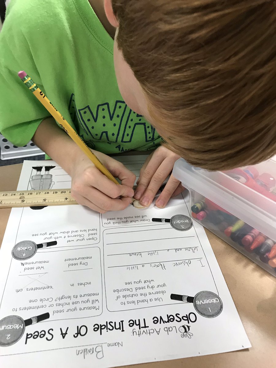 awmo3rdgrade's tweet image. #insideofaseed #lifecycles #thirdgradescientists