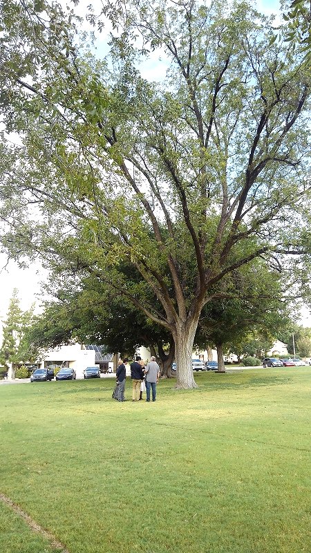 Goldenpecan ゴールデンピーカン 米国ニューメキシコ州立大学では樹齢約100年のピーカンナッツの木が生育しています この木は高さが約15mあり 今でも秋には立派なピーカンナッツを実らせて学生たちにナッツをプレゼントしています 陸前高田でもこのような Goldenpecan ゴールデンピーカン 米国ニューメキシコ州立大学では樹齢約100年のピーカンナッツの木が生育しています この木は高さが約15mあり 今でも秋には立派なピーカンナッツを実らせて学生たちにナッツをプレゼントしています 陸前高田でもこのような