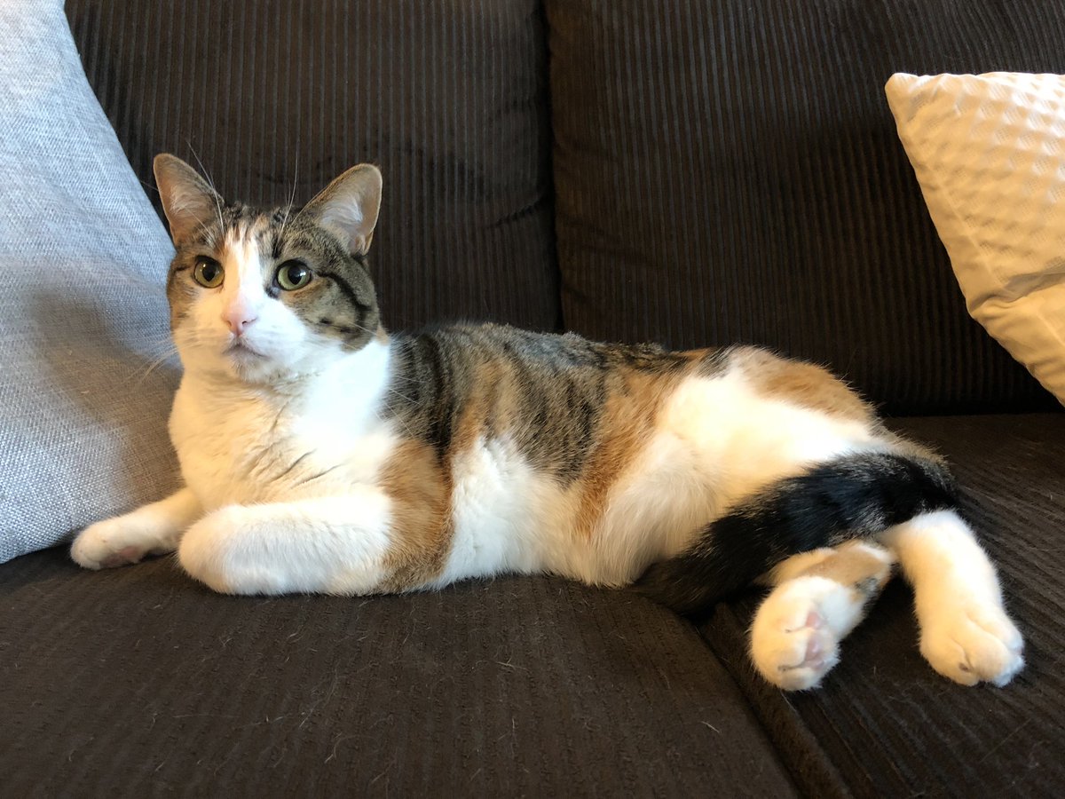 WesleighOgle's tweet photo. Happy #NationalCatDay! Sylvia is 2 and a half. I adopted her from @CatAdopt in Sherwood. She’s the cuddliest yet most bipolar cat I’ve ever met 😹 please send me pics of your cats!! #CATalum https://t.co/ar0jnHi2rB
