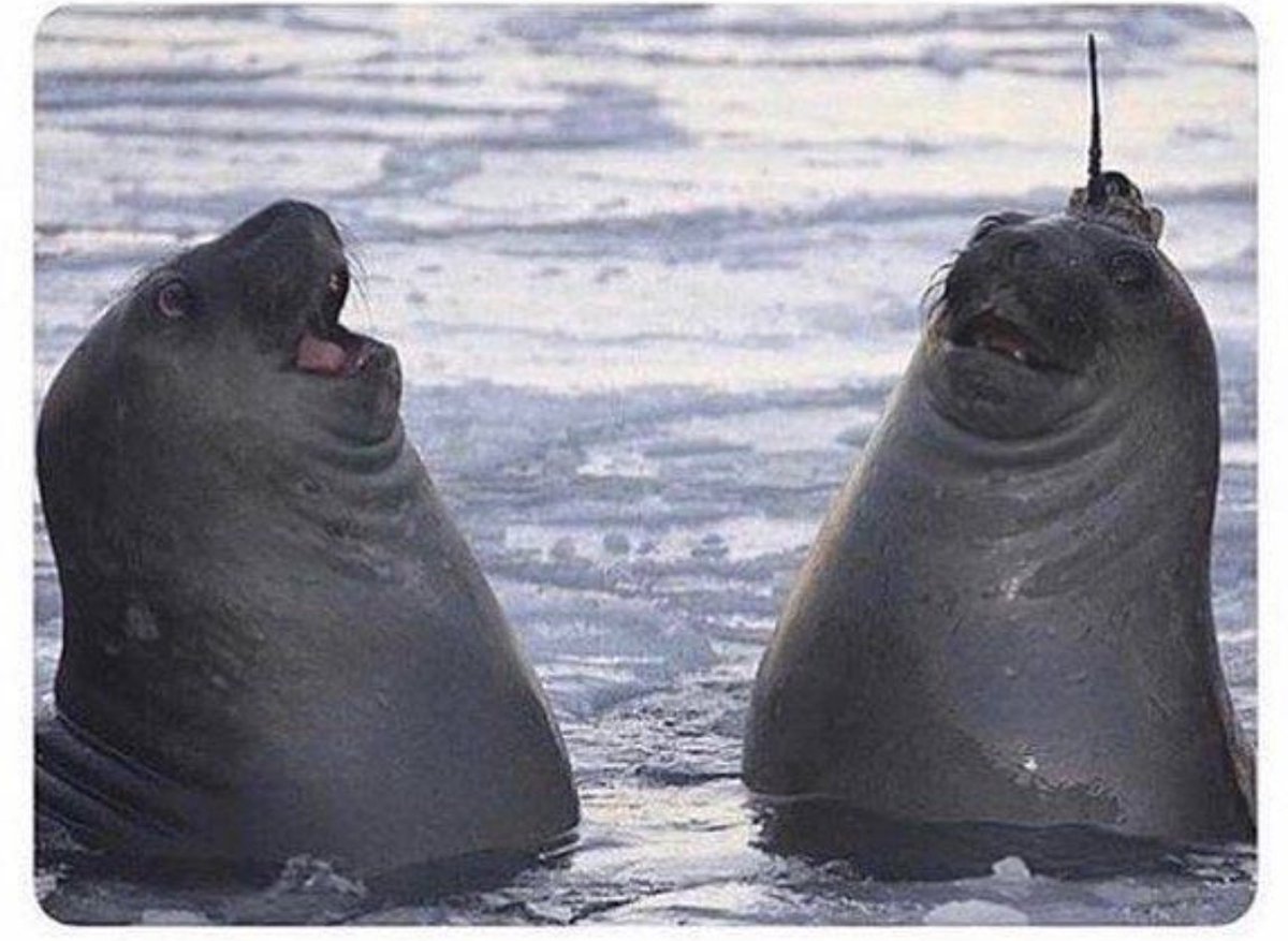 Stumbler Top tweet media