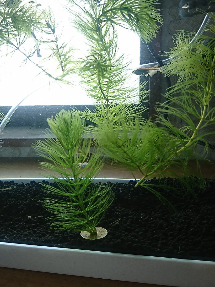 正しいマツモの植え方実践法 育て方 増やし方 枯れ 溶けの対処法まで Every Day