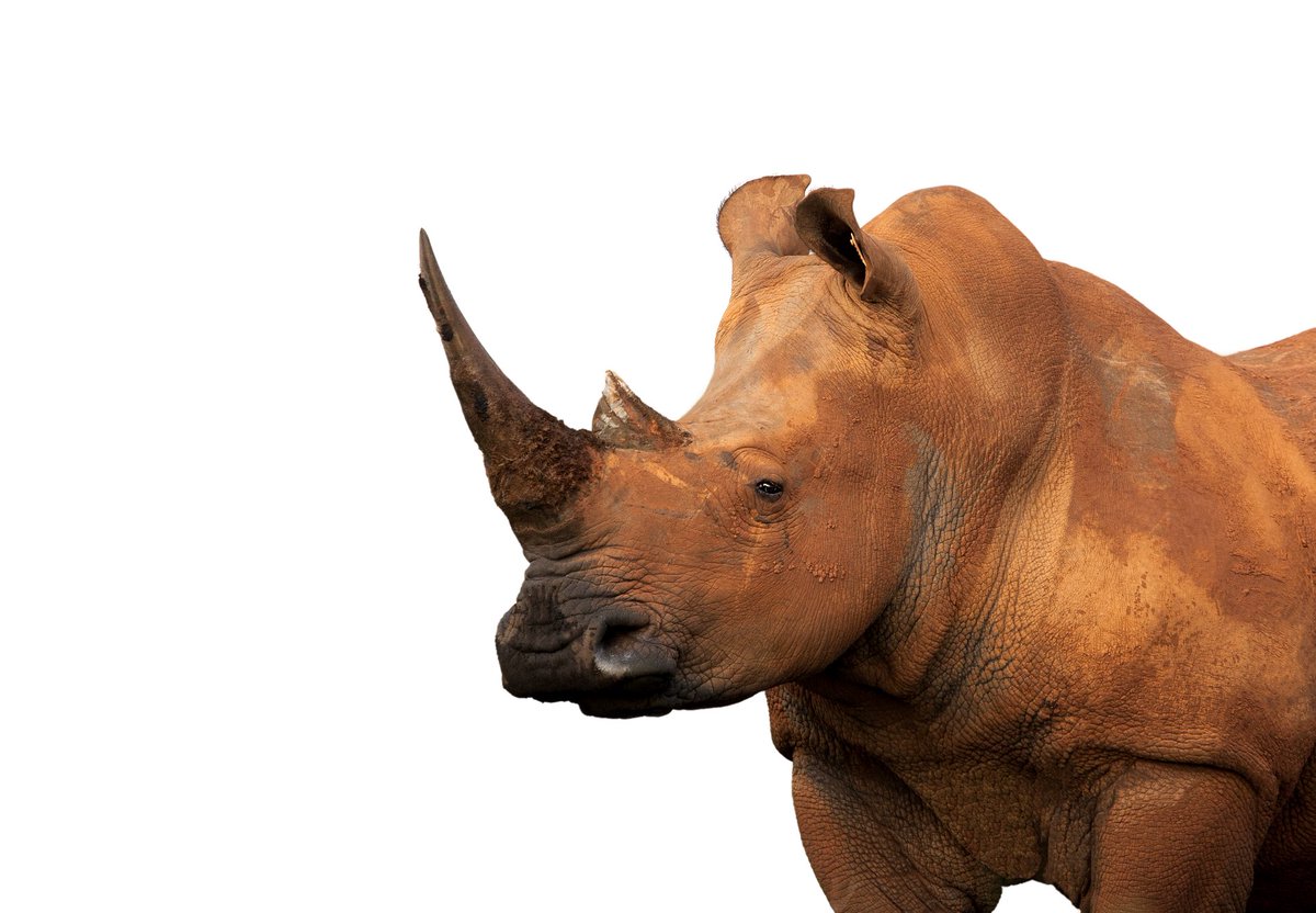 AfricanConserve's tweet image. The good news: #China bans all actions involving sales, purchase, use, import, export of #rhinos, #tigers and their products. The bad news: China will allow use of horns &amp;amp; bones in medical research or purposes when obtained from farmed rhinos and tigers. english.gov.cn/policies/lates…