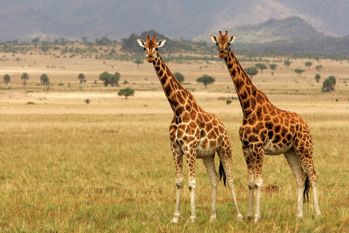itstimetowander's tweet photo. Is #Uganda on your itinerary? Don’t just pack your binoculars! Joyce Kikafunda, the Ambassador to Australia, says bring your dancing shoes too. https://t.co/z4NGKCaG8C

@UgTourismBoard #TimeToWander #travel #adventure https://t.co/wxJT4AcdvW