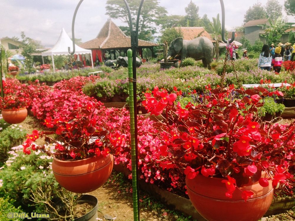 Jalan2com's tweet image. Salah satu tempat Photo Selfie terbaik di Lembang nih, Kebun Begonia: buff.ly/2DbdzZo
