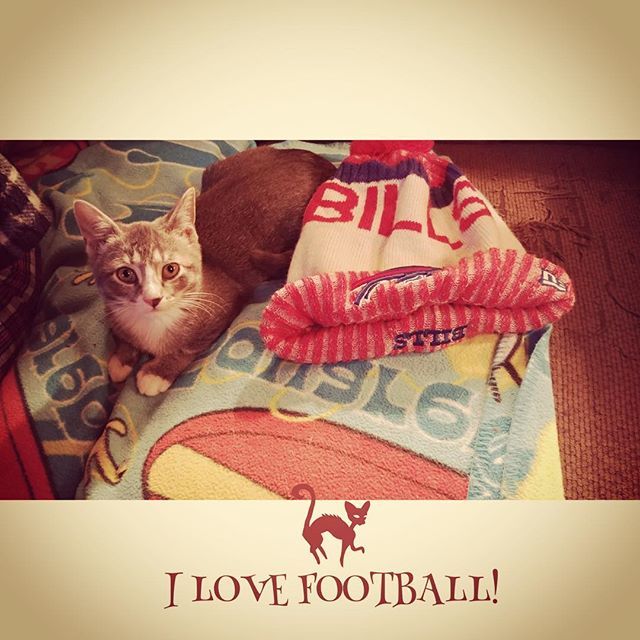 lmtaylor2u's tweet photo. Umm-yeah. The kitten likes football. The Buffalo Bills. 
#nationalcatday 
#buffalobills  #fancat 
#kittens  #rescuecats  #letsgobuffalo  #nycat  #kittensofinstagram 
#instakitten  #kittycat  #kittenlove https://t.co/42XTum1Eck https://t.co/vzr6kaq1iO