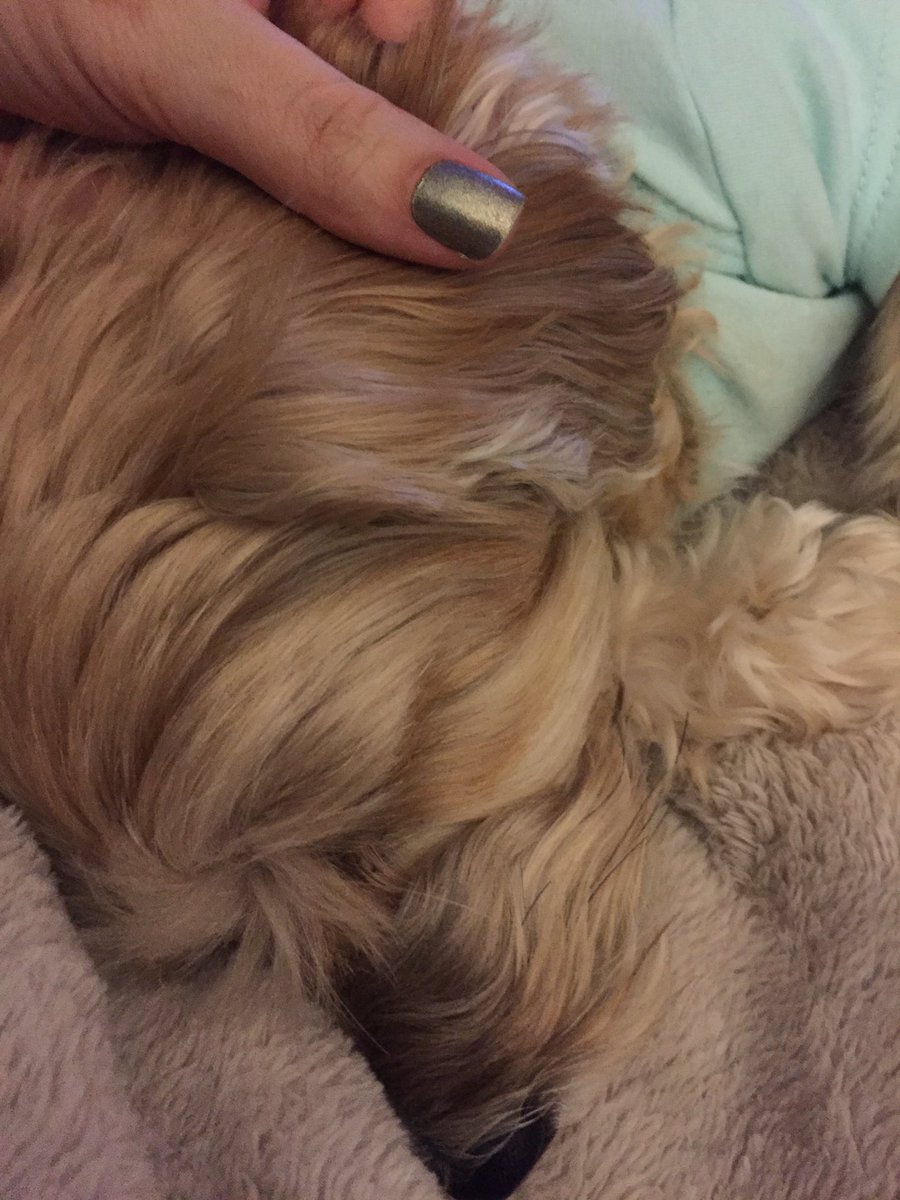 MelissaLaura512's tweet photo. My baby love 💚 Hoping the medicine kicks in and she gets some relief soon. Dr Stein is the best and so is the staff at @allendalevet #doggies #family #love #borkie #yochon #yorkie #bischon https://t.co/Ug37VGEhzE