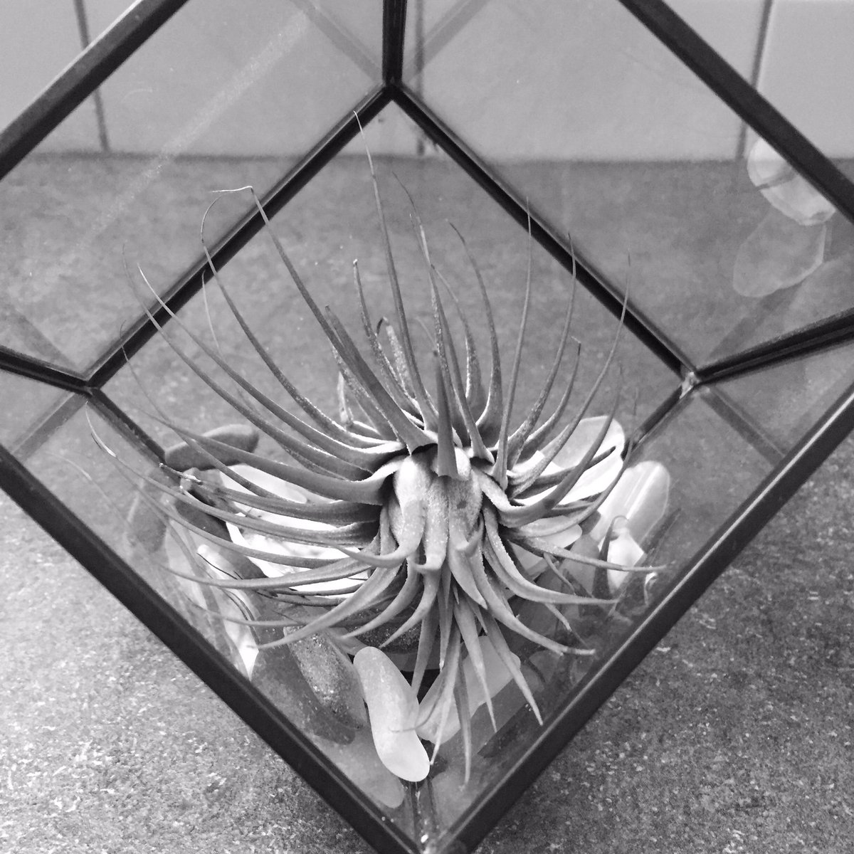 Day 4/7 #MyLifeinBlackandWhite ❌humans ❌explanations Tagging <a href="/camtanya1/">Tanya Cameron</a>