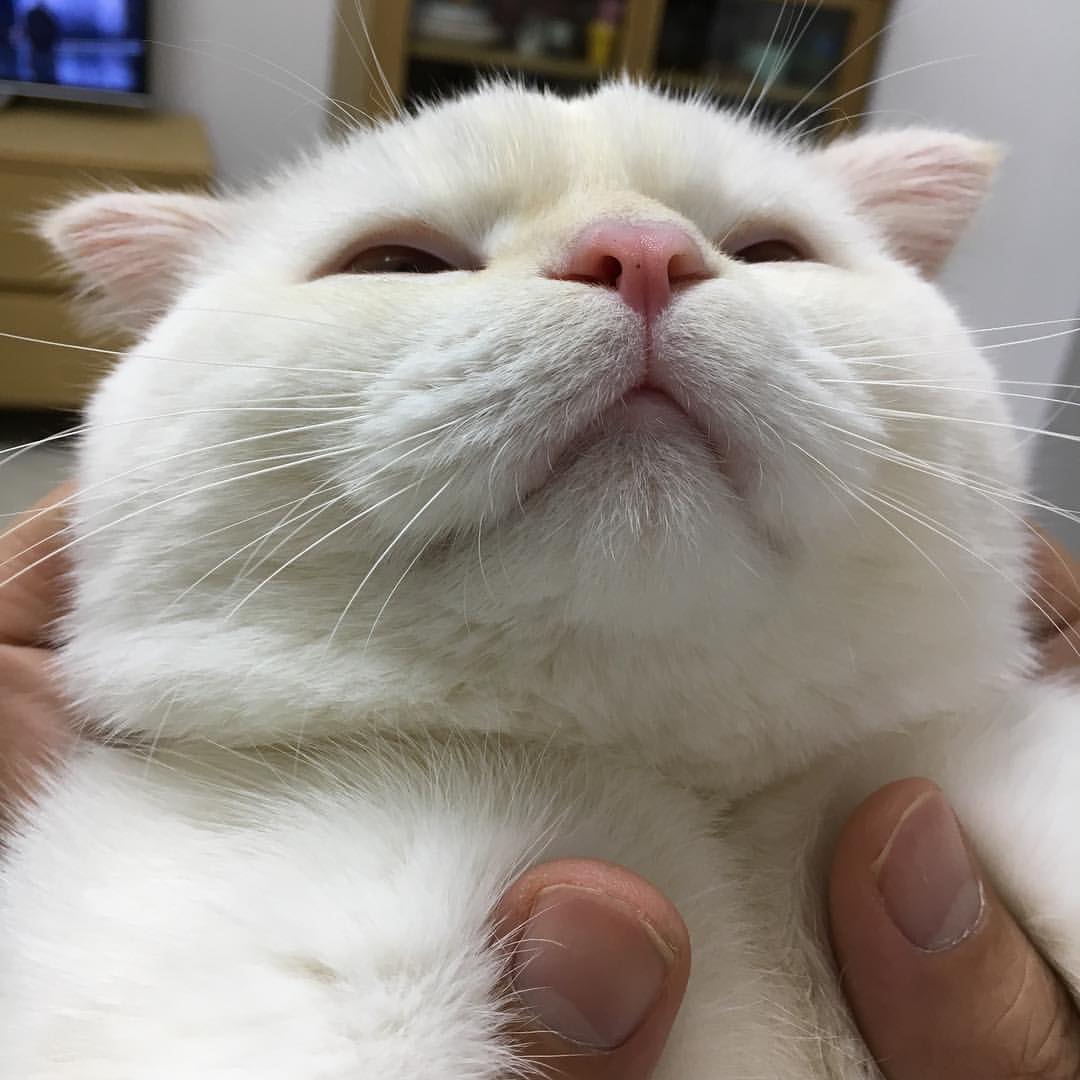 Yoongi is my world ⁷ 🐰🐱🍊 tweet media