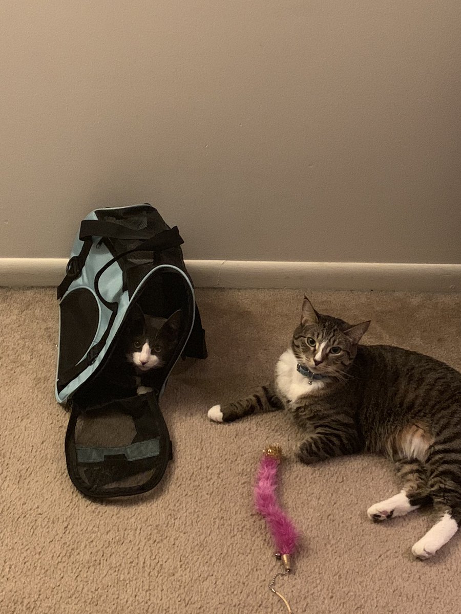 Happy International Cat Day to my babies!