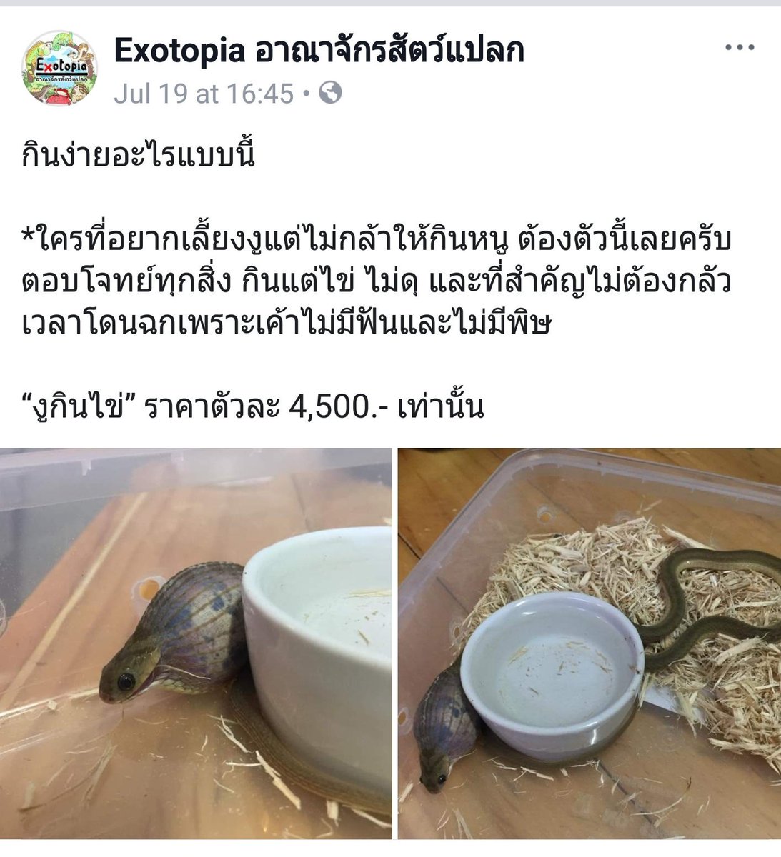 Ordinaryfern tweet media