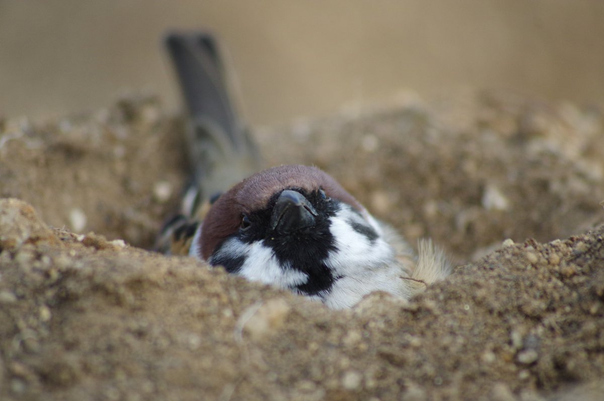 中野さとる در توییتر このスズメがつくった砂浴び用の穴をスズメ穴と呼ぶらしいです 雀 スズメ すずめ Sparrow 小鳥