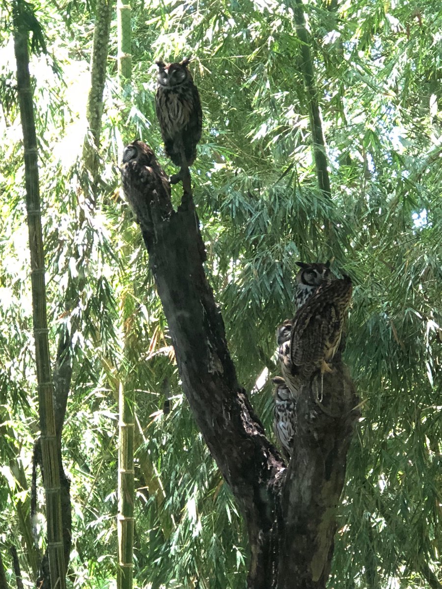 saramasuarez's tweet photo. Bioparque #Ukumari . Pereira Risaralda. Me encantan los búhos 🦉 https://t.co/Bfql3m0aSG