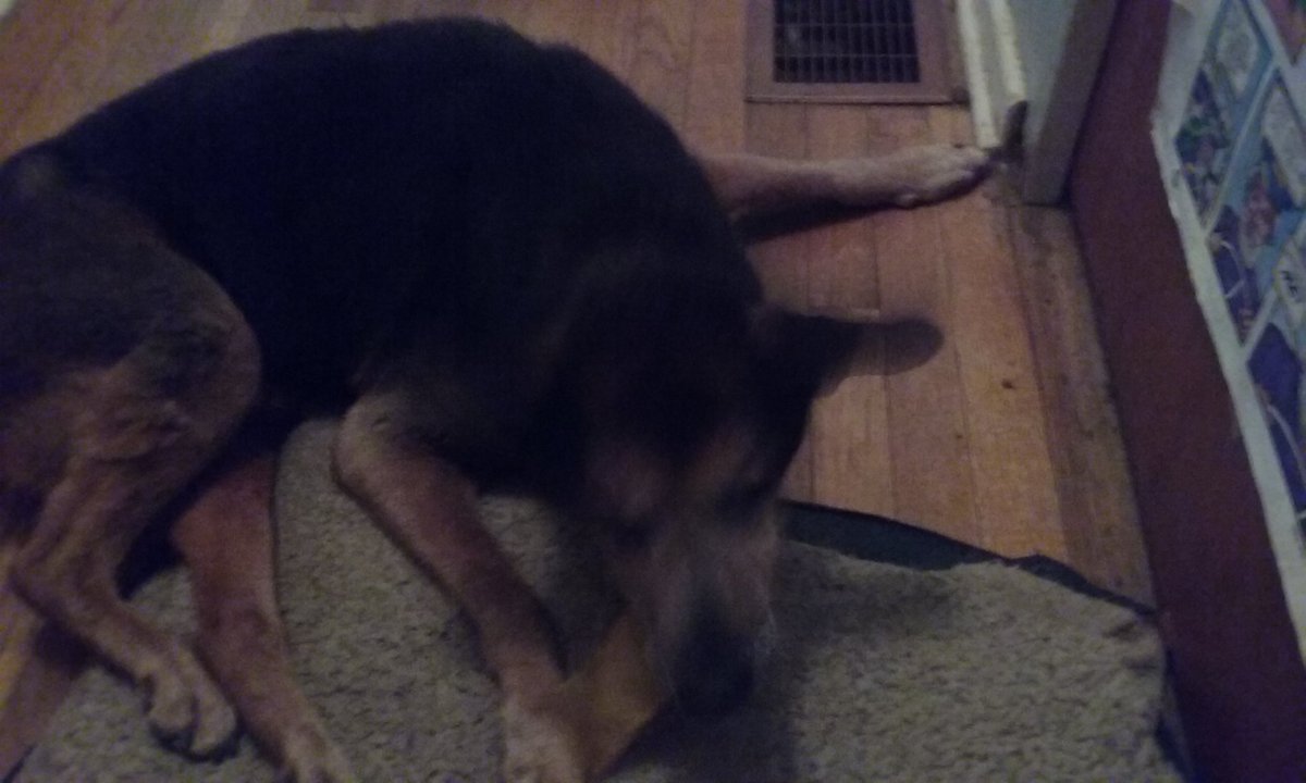 danps1982's tweet image. 5/30/2003-10/29/2018 i had to say good bye to my best buddy today :( #thismansbestfriend #bestdogintheworld #restinpeace #townshend