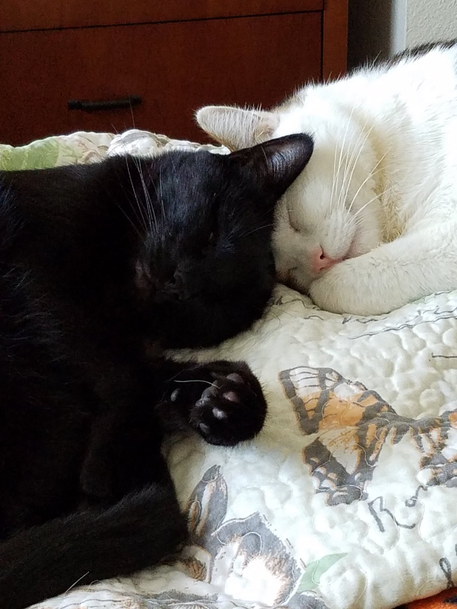 jackandmurphy's tweet photo. Snuggle a cat today!
#NationalCatDay #catsofinstagram #panfursquad #CatsOfTwitter #jackandmurphy #blackcatsrule #cat https://t.co/JNLdhFTcaf