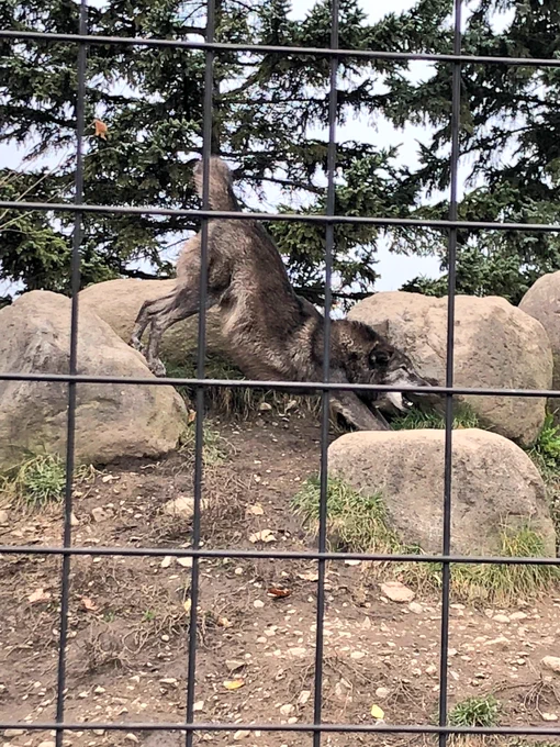 のびーっオオカミさん。#旭山動物園 