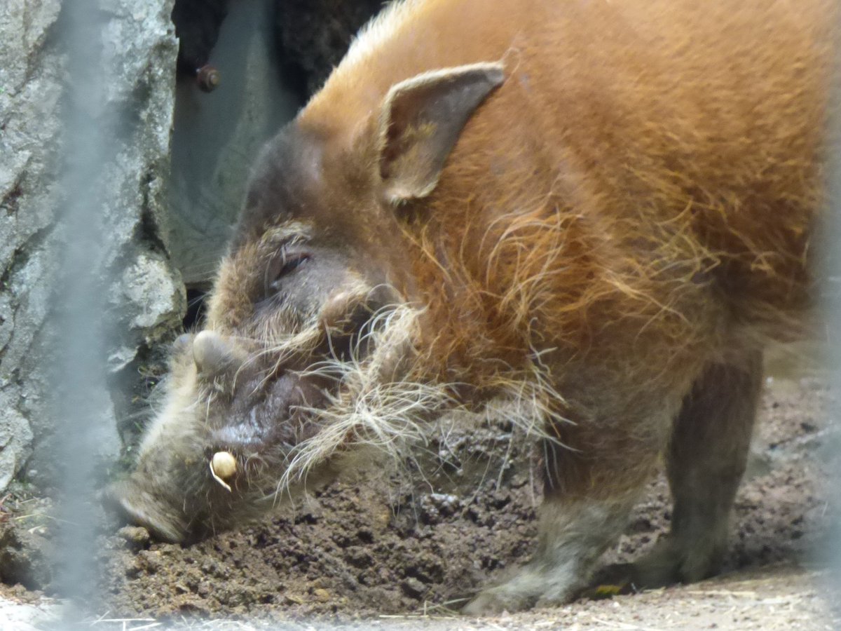 上野動物園 公式 イノシシはいますか 近ごろ多いお問い合わせのひとつです 年賀状のためかな 上野動物園には みなさんがイメージするニホンイノシシではなく こちらの アカカワイノシシ がおります きれいな毛色