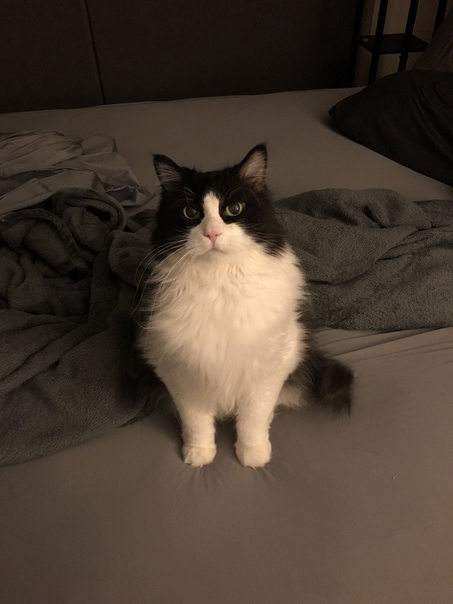 marvwynne22's tweet image. Happy #nationalcatday Fluffy Finnegan! #buffpuff #actinglikehedidntmessupmybed