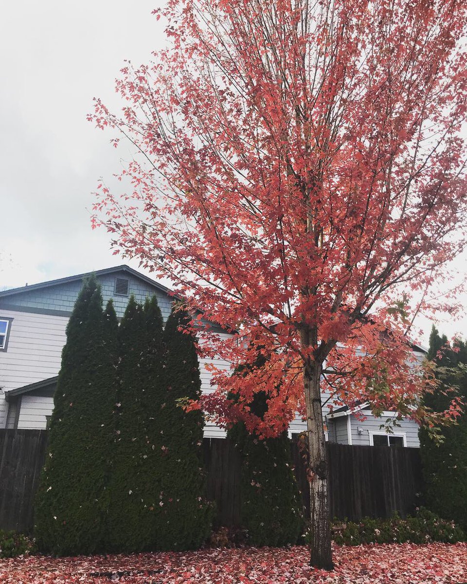 ACalderon915's tweet photo. Portland your scenery never fails to amaze me #🧡🧡#fallinfullbloom https://t.co/WcPwT365A9