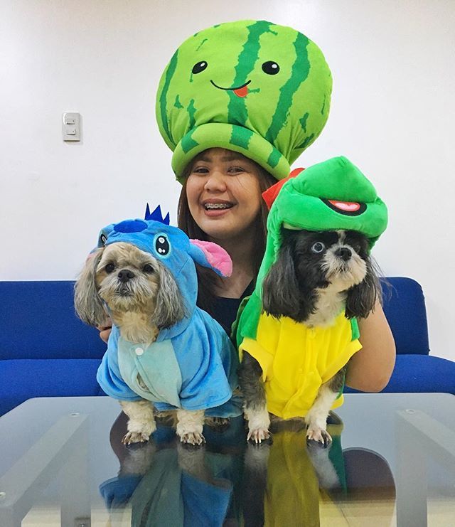 chencometa's tweet photo. 🎃👻 No tricks, just treats 👻 🎃 
Me as Mommy Watermelon, Sasha as Stitch and Sam as Ninja Turtle 🐚🌊🐢🍉 #PTVtrickortreat #sashaandsam #shihtzu #furbabies https://t.co/DoFVV97E2e