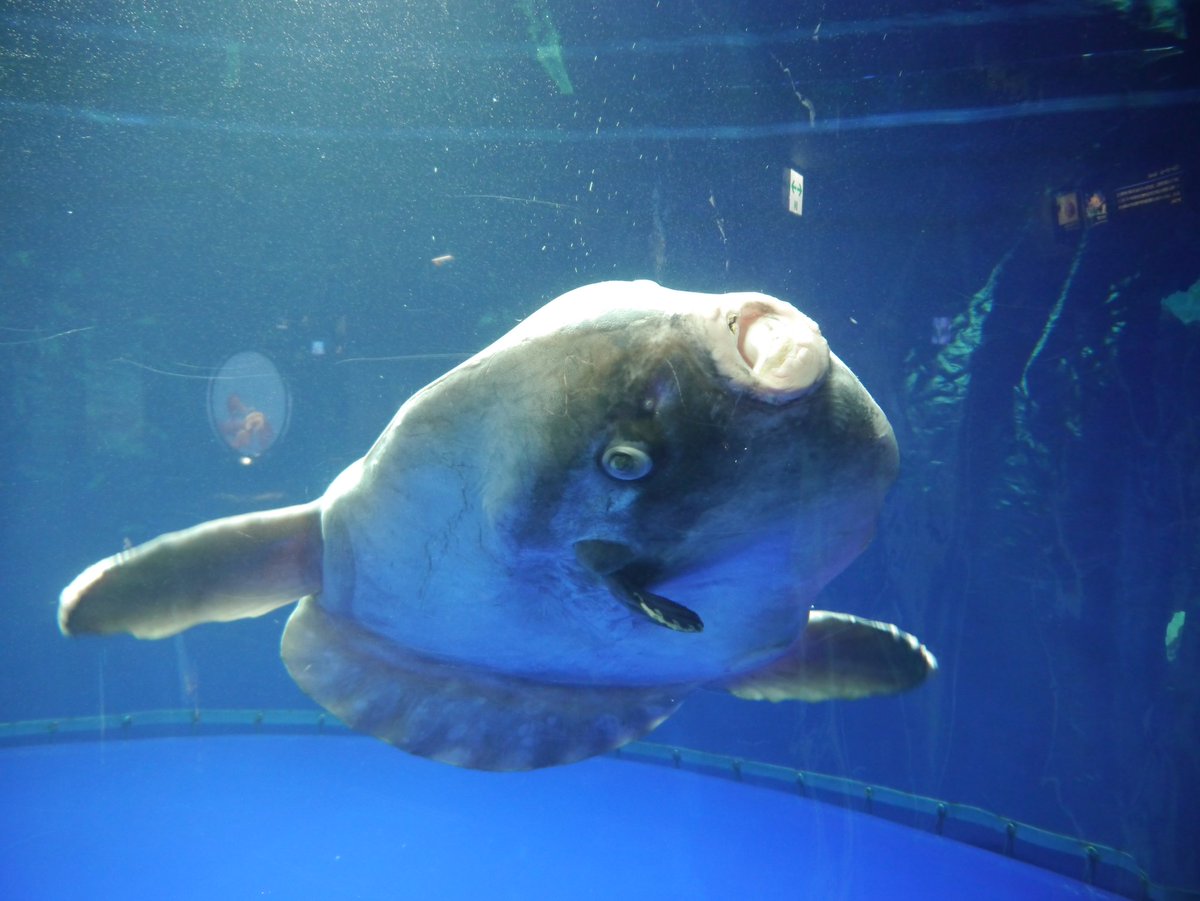サンシャイン水族館から マンボウが死亡したため展示を中止させて頂いております との悲しいお知らせ 在りし日のマンボウに思いを馳せる人々 Togetter
