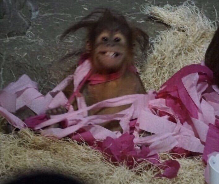 TheBrandonRob's tweet image. Here’s a picture of a cute monkey. Happy Monday everyone