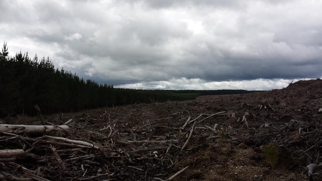 forestsdialogue's tweet photo. Visit to Kainggaroa Forest to discuss sustainable intensification model #TPLNewZealand @scion_research #NGP2018 https://t.co/K75tKSSeCa