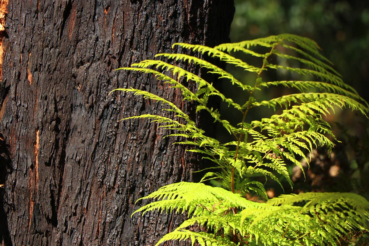 SaveStrzelecki's tweet photo. @mn_forests @FoEAustralia @LilyDAmbrosioMP  #State_Election #Public_Forum on Forests #MirbooNth &amp; #Darlimurla (Hosted - Preserve Our ForestsMN) Next Wk - Sunday, Nov 11,  2 PM – 4 PM WalterJTuck Reserve (footy club rooms) https://t.co/tJcl6qWeYK