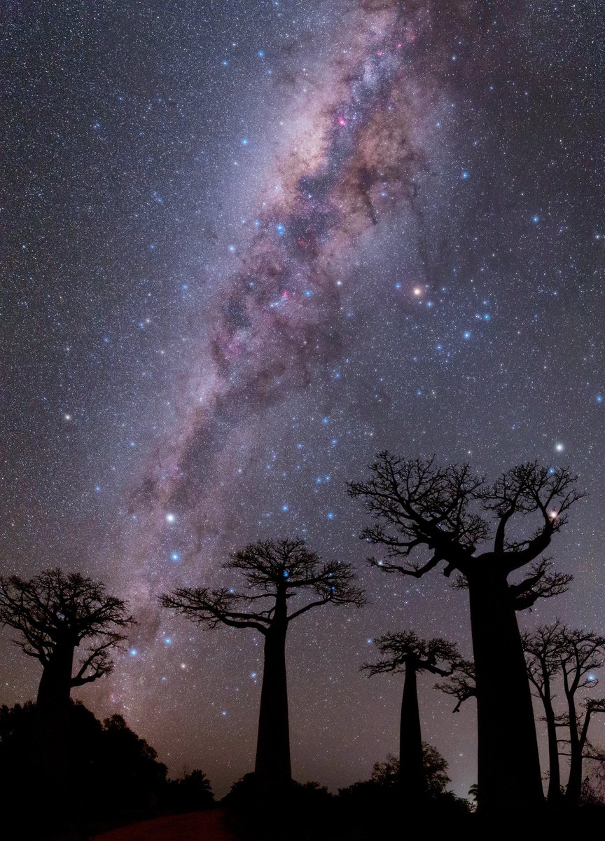 B_Ubiquitous's tweet photo. Milky Way over Baobabs
#photography by M.Taha Ghouchkanlu
#Madagascar #explore #nature #earthcapture #photo #amazing #space #milkyway #galaxy #african #sky #trees #africa #wanderlust #travel 🇲🇬
https://t.co/yTJWvpASeo https://t.co/YW0CJWKrNv