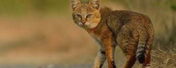 кавказский камышовый кот. камышовый кот ареал. камышовый кот. дикий кот камышовый кот. камышовый кот видео.