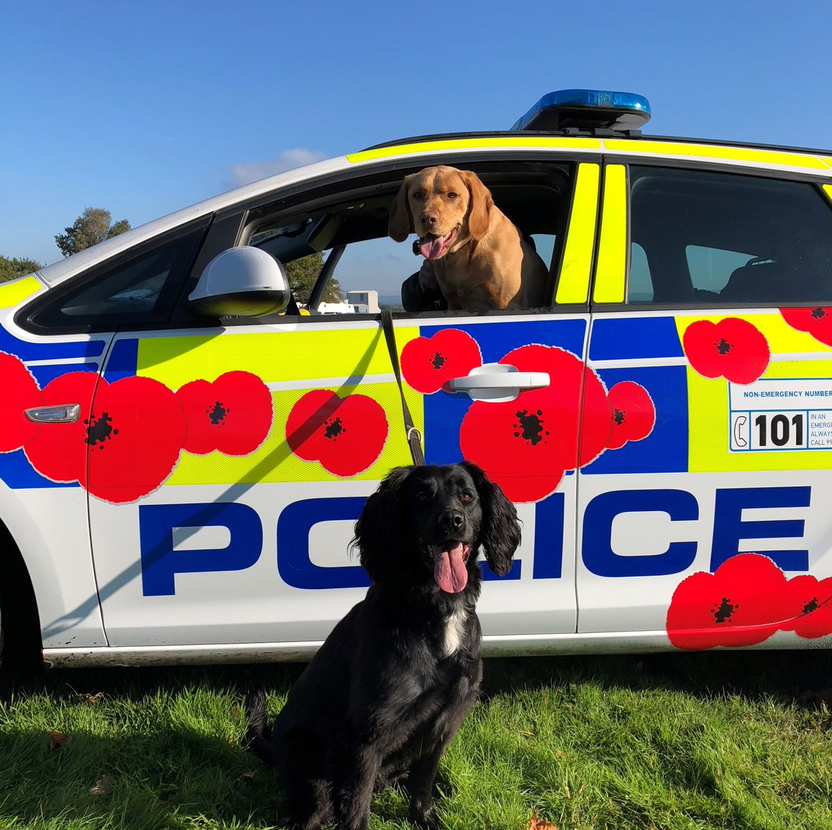 Devon & Cornwall Police tweet media