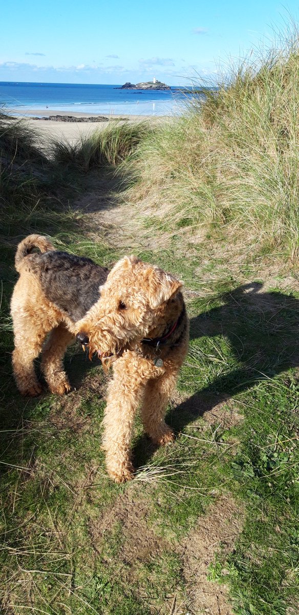 rpberts09's tweet photo. Just  amazing  walk with Reuben down by Godrevy this afternoon, https://t.co/QaEX3c27mz