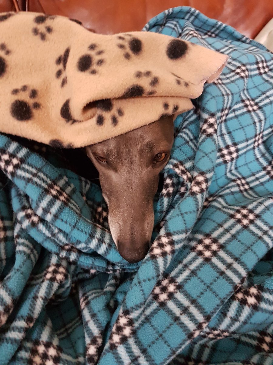 Isis_Whippet's tweet image. All the fleece #makingdo
