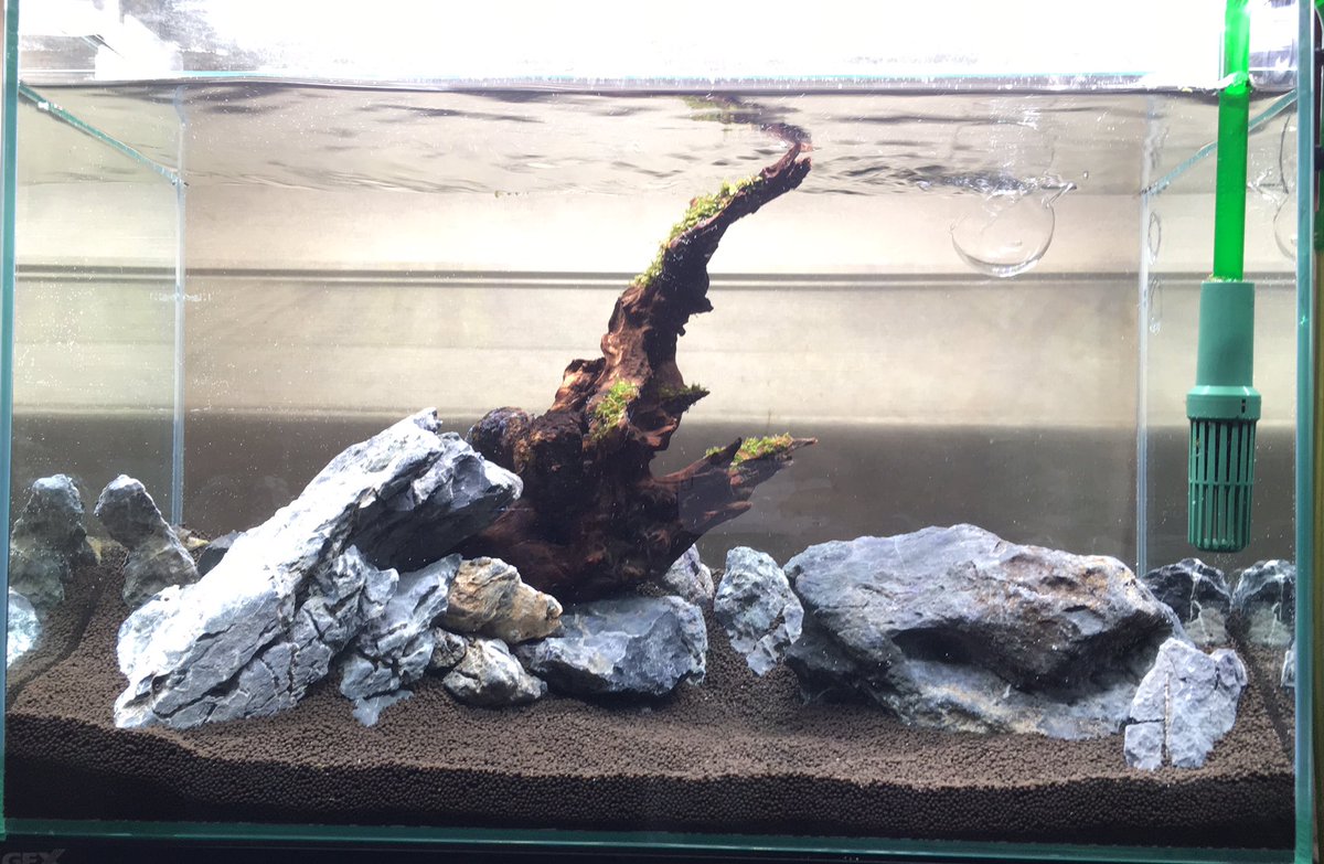 ちいさん 水草水槽 立ち上げ 侘び草 有茎草mix赤系 Bio ルドウィジアsp スーパーレッド Bio パールグラス 南米ウィローモス アクアリウム 水草レイアウト