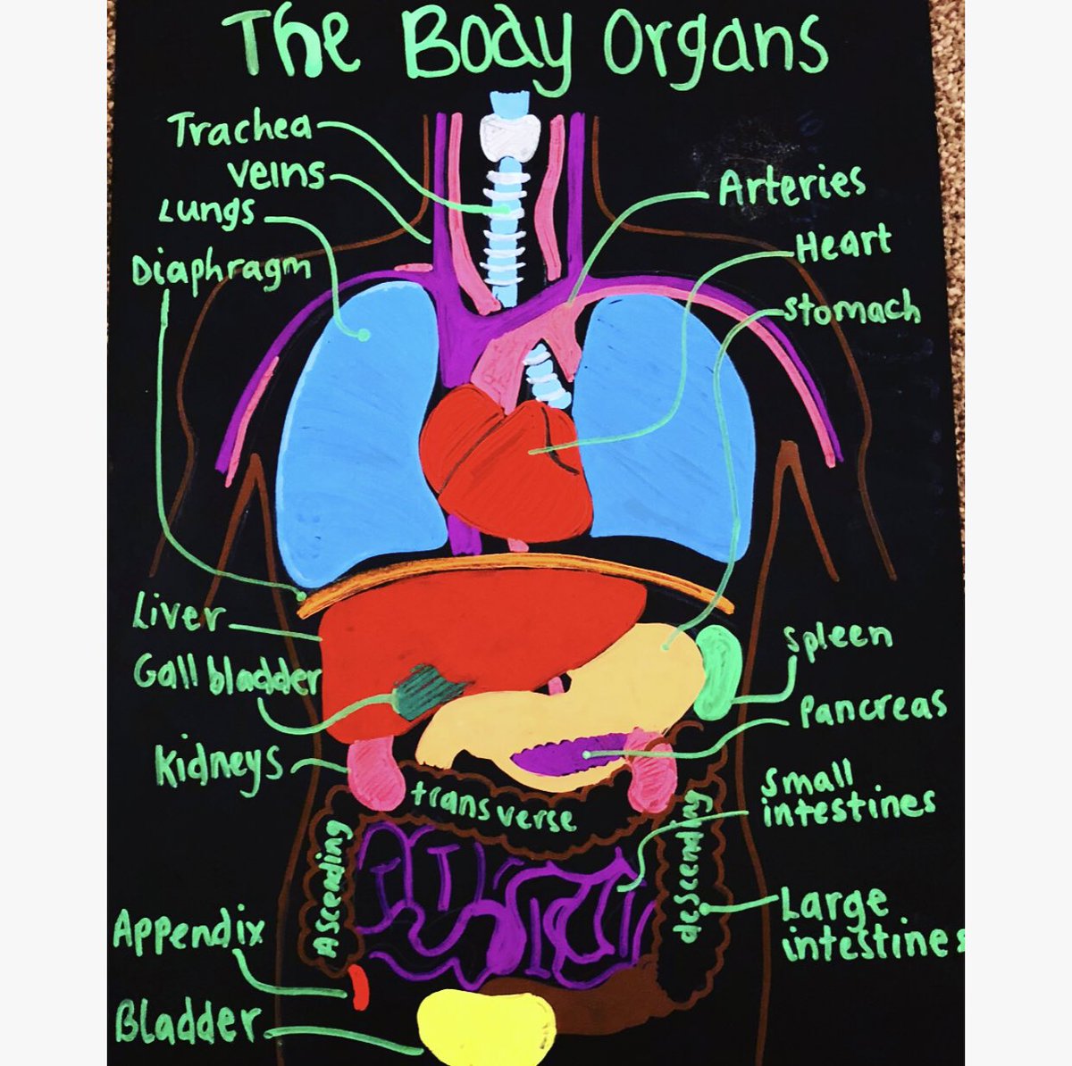 PUNC18emily's tweet photo. Revising with drawings! #nrs405 #biology #punc18 @PUNC14 #eson https://t.co/ncGEE0LZzm