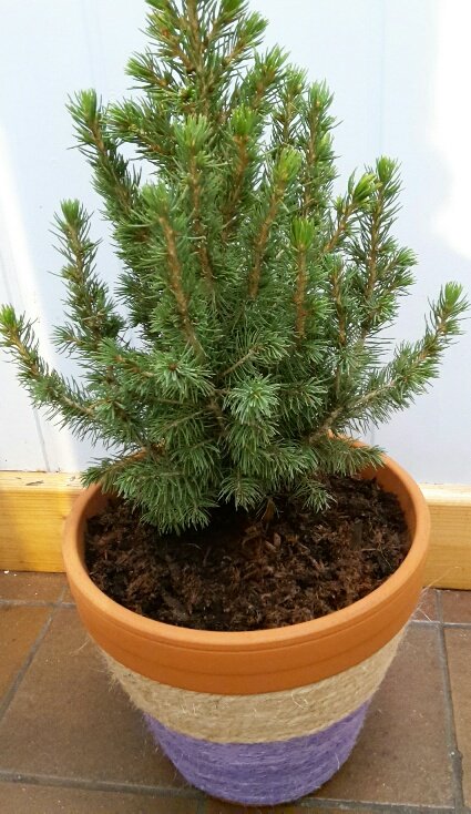 The last fir cone has been sprayed, the last bow tied, mini Christmas trees planted, hand decorated pots glued, bug havens painted &amp; books packed. We are now ready for the start of the Christmas markets. First market this Friday. themuddybunch.wordpress.com/events/