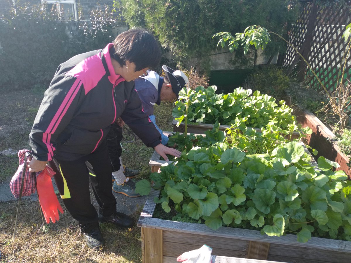 hsjahn1's tweet photo. 상대원2동 행정복지센터 옥상에는 공공근로 및 지역공동체 근로자분들이 정원을 조성.... 하늘과 맞닿는 정원이라는 하늘정원으로 만들어 가을 막바지 정원관리에 열중이십니다. https://t.co/a04TTJD9Wh