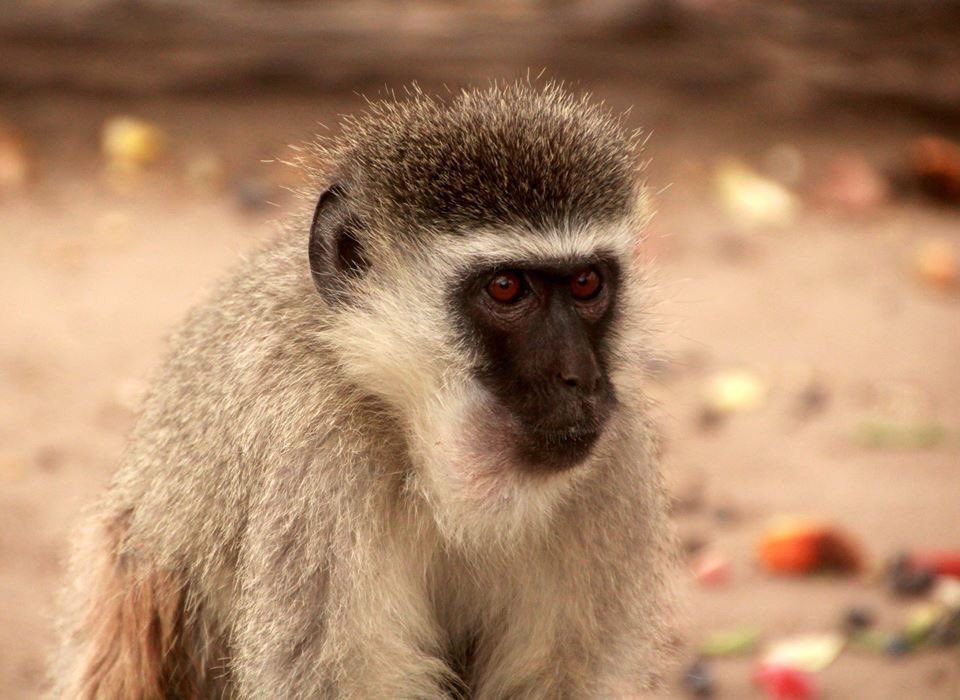 Vervet_Monkey's tweet photo. Our #monkeyoftheweek is Millie 🐵🐒!! She came to us as a baby after her mum was shot by a farmer and is now a geriatric. She is a sassy lady and keeps her room mate Skylar on her toes! Millie loves her forage 🌿🍂 https://t.co/2Ho4w4pvAN