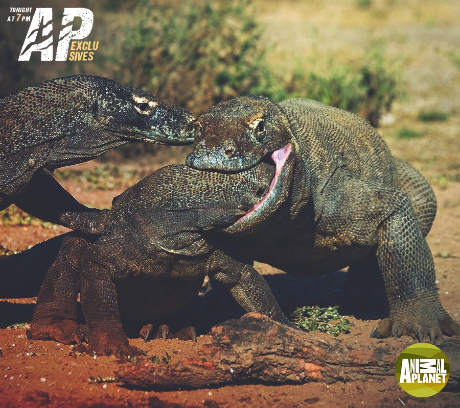 Animal Planet India on Twitter: Animal Planet India on Twitter: