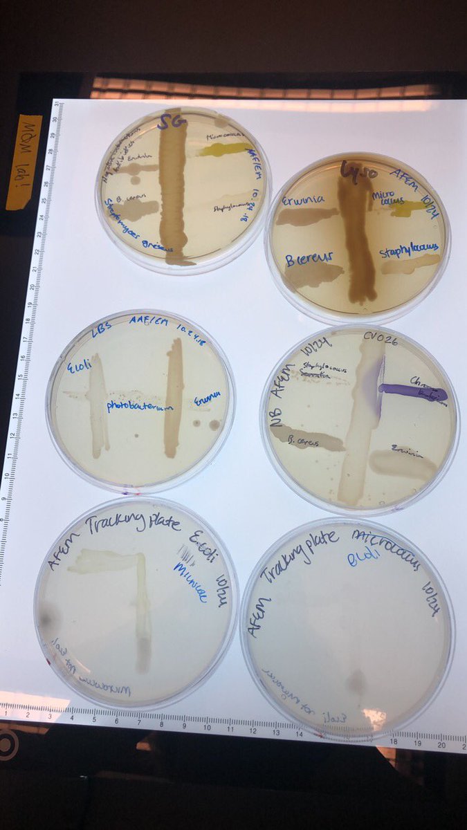 mcgraw2's tweet photo. Forgot to show my friends off last night, so I’ll show them off tonight! Here are some microbial interactions if you don’t have anyone to interact with this at this late hour! #Bio350 @markowenmartin https://t.co/1aEqFKI2VY