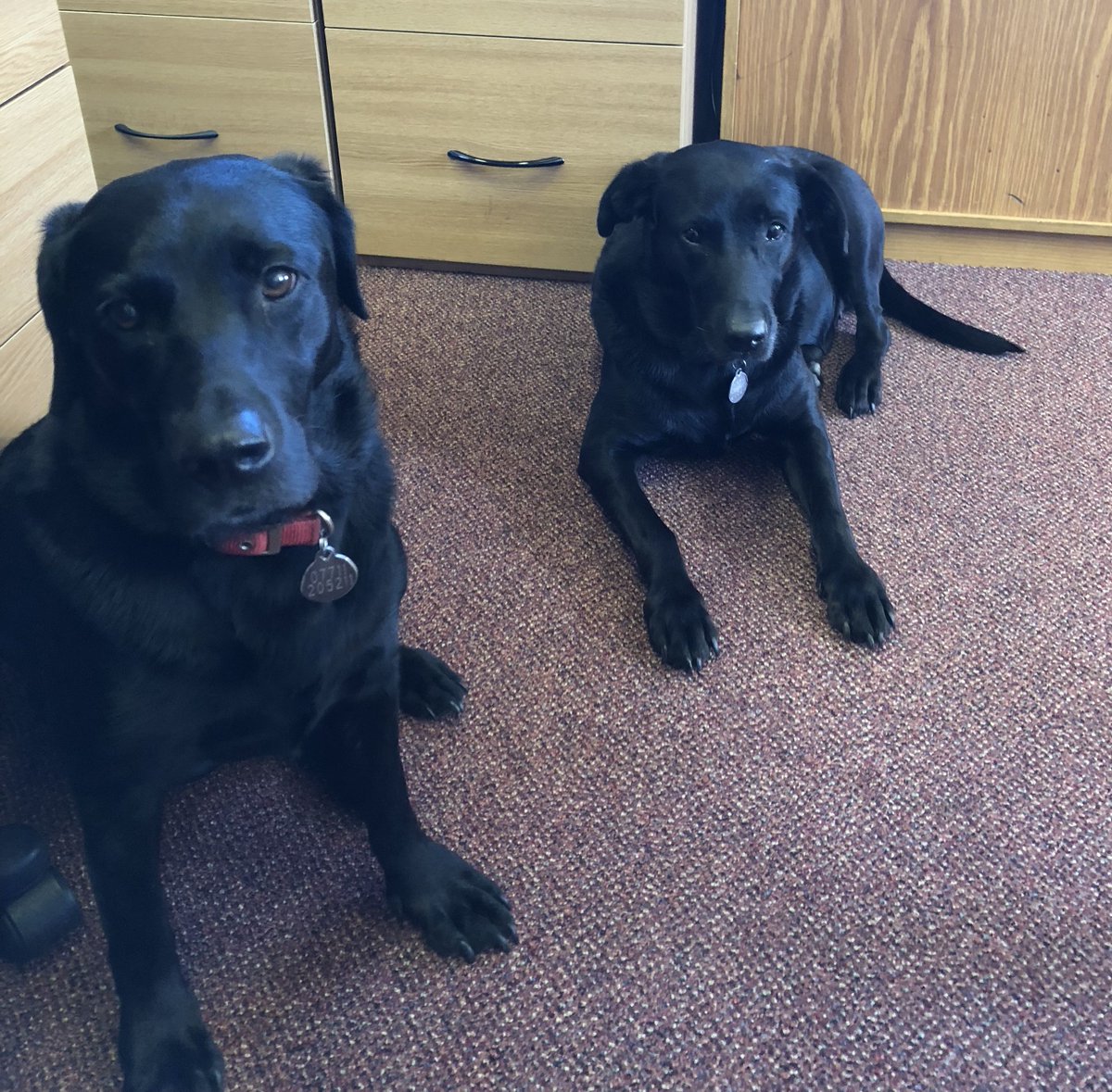 Our colleagues Millie and Larry at Celebration Holiday Home HQ.

#celebrationholidayhomes #luxurycottages #holidayhomes #Yorkshire #dogs #cute