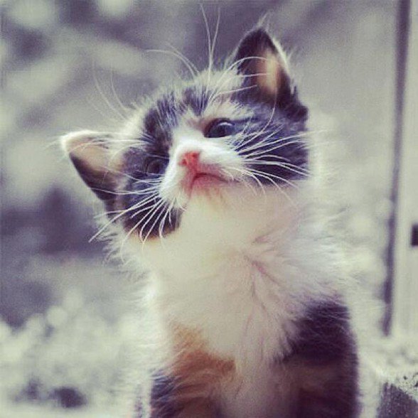 AnimalsNBeyond's tweet photo. Retweet if this cutie made you smile! https://t.co/hKLRPrpeAF